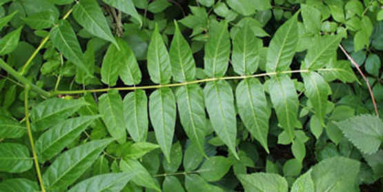 Tree of Heaven foliage