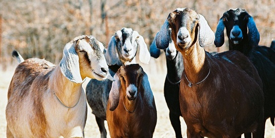 goats