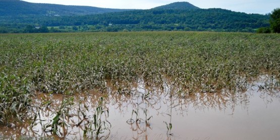 Flooded Field