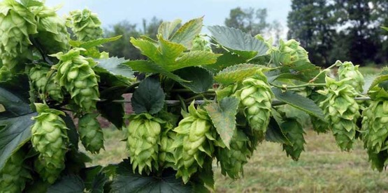 Cornell Cooperative Extension | Hops