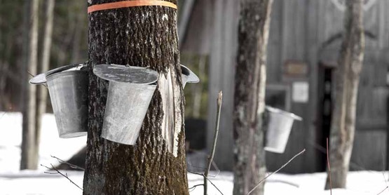 Maple syrup collection from a sugar bush. 