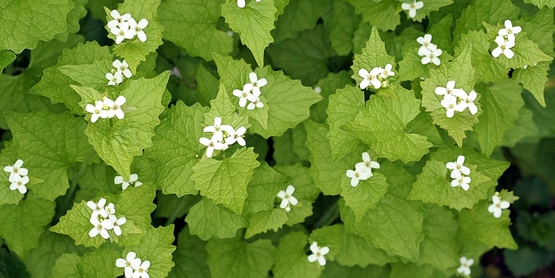 Garlic mustard in bloom.  Alliaria petiolata (Bieb.) Cavara & Grande - 