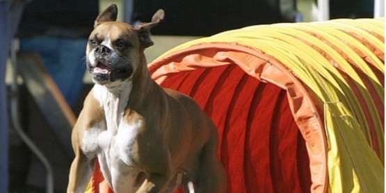 4-H Dog Fun Show