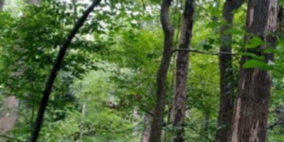 Ash tree