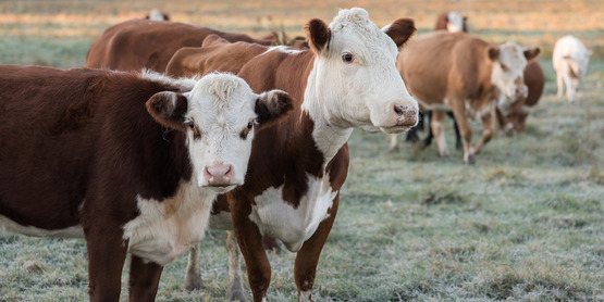 cows