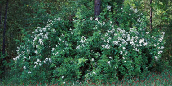 Multiflora Rose bush