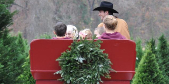 Christmas tree, sleigh ride, pick your own