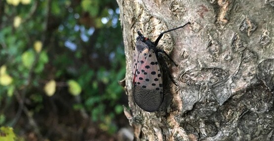 spotted lantern fly