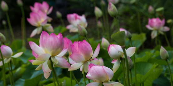 The hidden lotus pond is filled with tall, elegant blooms. 
