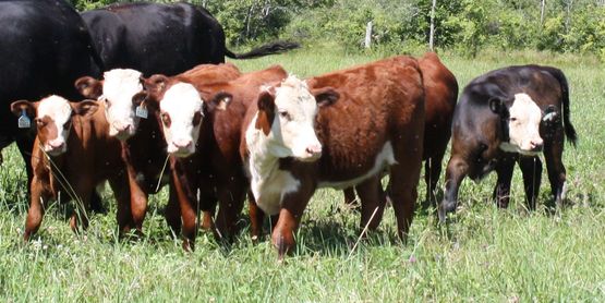 beef calves