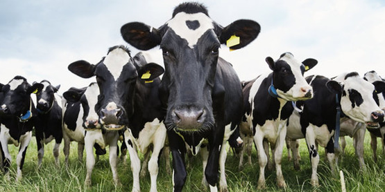 Dairy Farm Strategic Planning