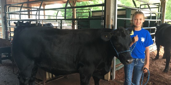 A 4-H member with a steer