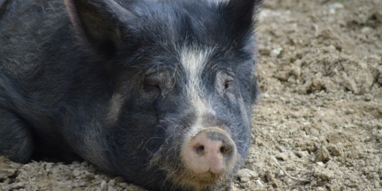 Pig in mud
