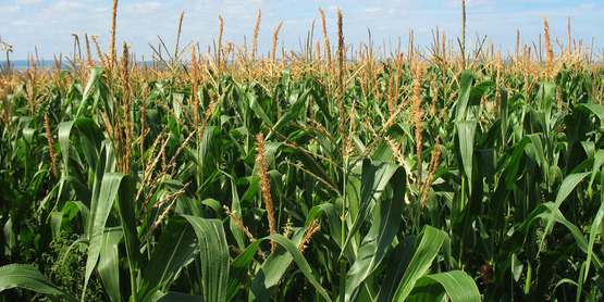 corn field