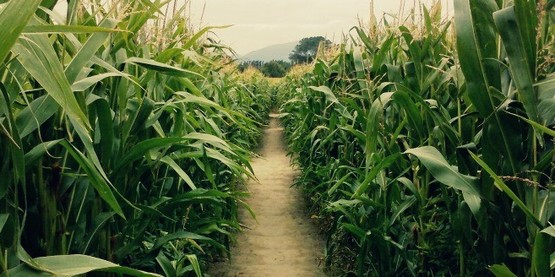 Corn field