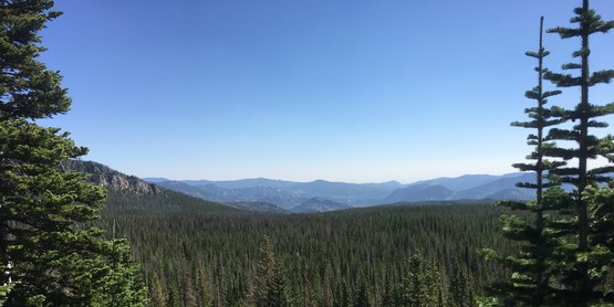 View of trees from mountain top