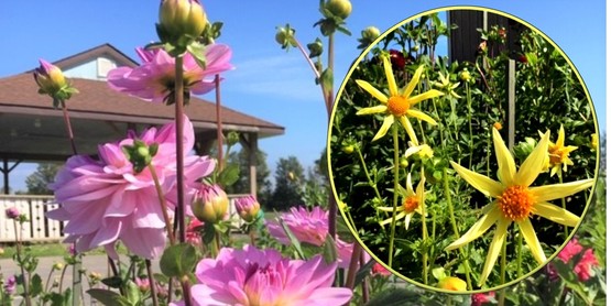 Dahlia Talk