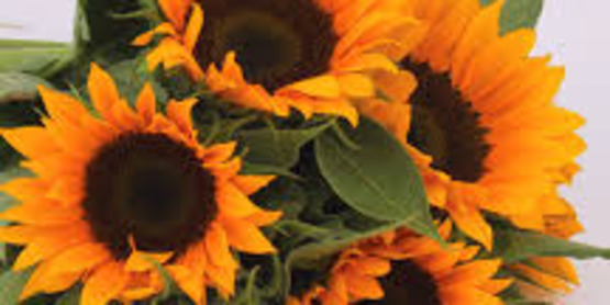 Sunflowers at Harris Seeds