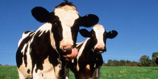 dairy cows