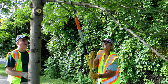 CommuniTree Stewards enjoy a summer morning pruning at the Inner Harbor