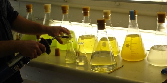 spat algae cultures (1)