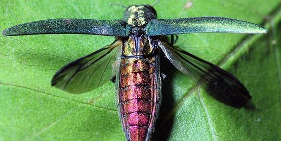 Emerald Ash Borer, Agrilus planipennis Fairmaire, 1888 