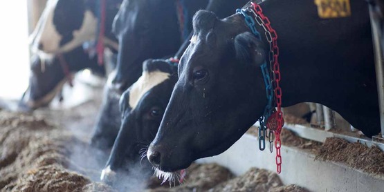 Dairy cattle in the Cornell Dairy Research Center in Harford, NY (Cornell University Photography).