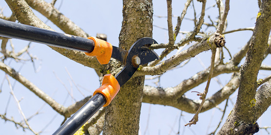 pruning