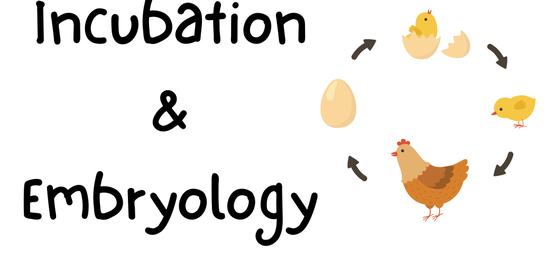chicken life cycle