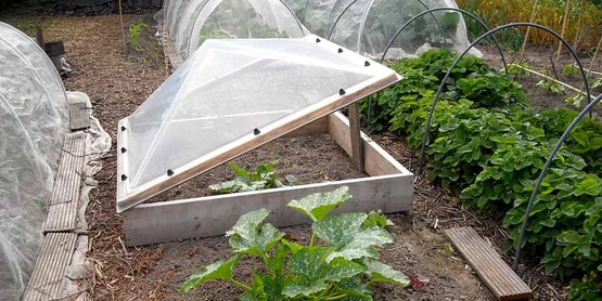 Cold frame and hoop row covers, with zucchini in foreground