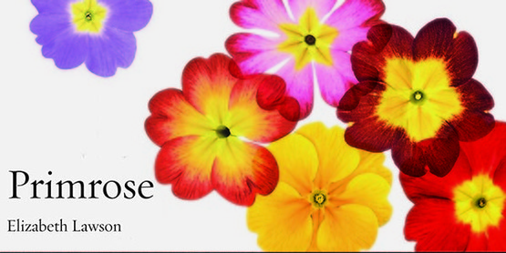 Primrose by Elizabeth Lawson book cover