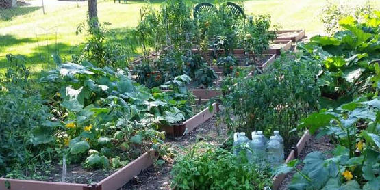 Starting a Vegetable Garden