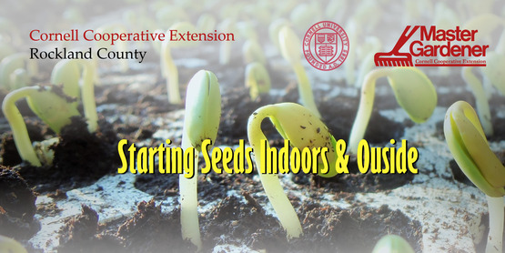 Starting Seeds