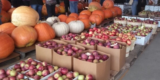 fall harvest