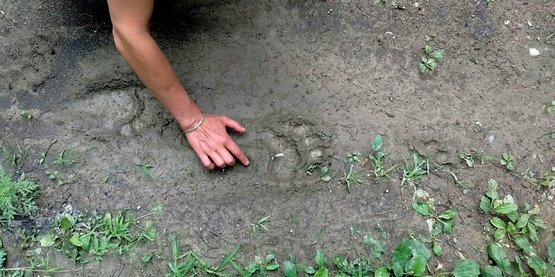 Black Bear Print, Ithaca, NY (Primitive Pursuits)
