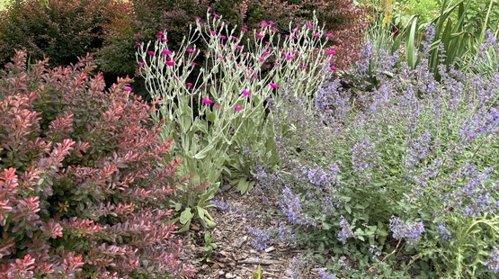 Shrubs and perennials bloom at Purity Point