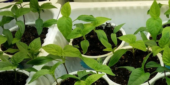 seed starting