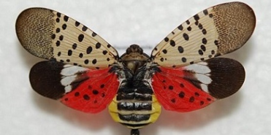 spotted lanternfly (Lycorma delicatula) adult(s)