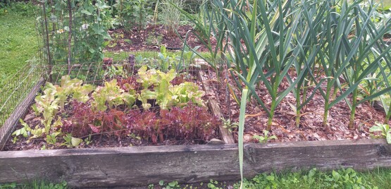 mixed veg in raised beds