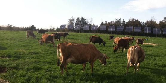 Jersey cows