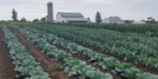 Cole Crops