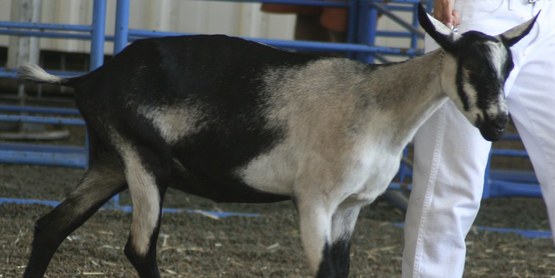 goat alpine