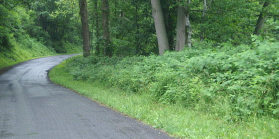 Japanese knotweed growing along a tar road. 