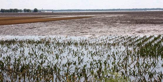 Quincy, IL, June 20, 2008 -- Fields of corn are flooded and crops may be ruined for the year by the flooding waters of the Mississippi River in southern Illinois. 