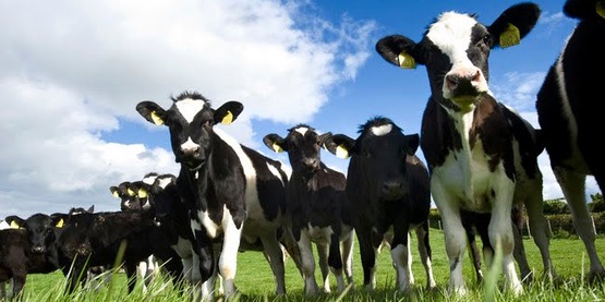 grazing