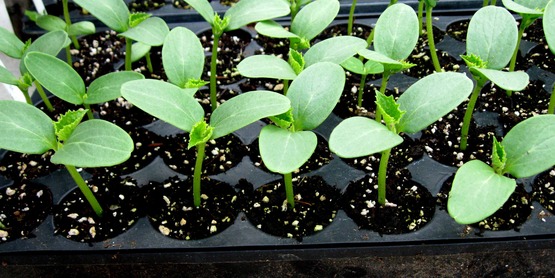 seedlings in a flat