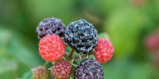 Yoder Farm Produce, Heuvelton, NY