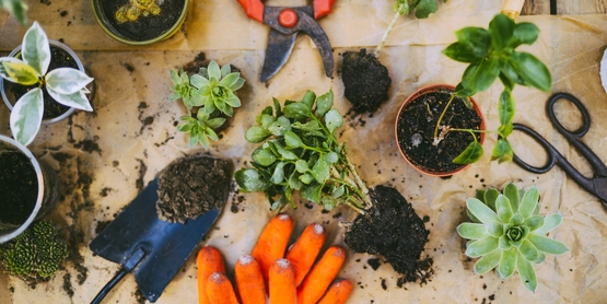 Gardening tools on a table with plants. Twilight garden workshop. 