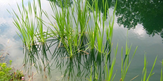 cat tails in farm pond