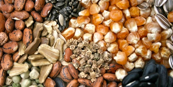 Seed Exchange